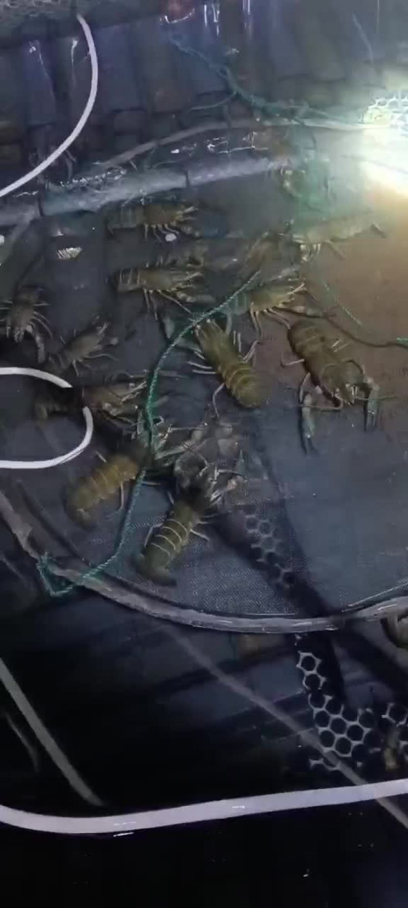 澳洲龙虾淡水