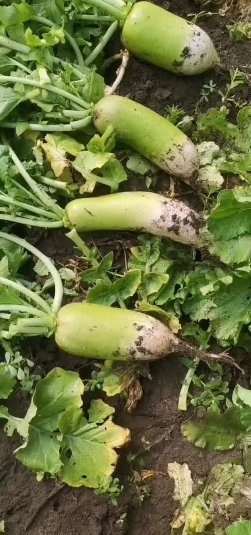 罐萝卜