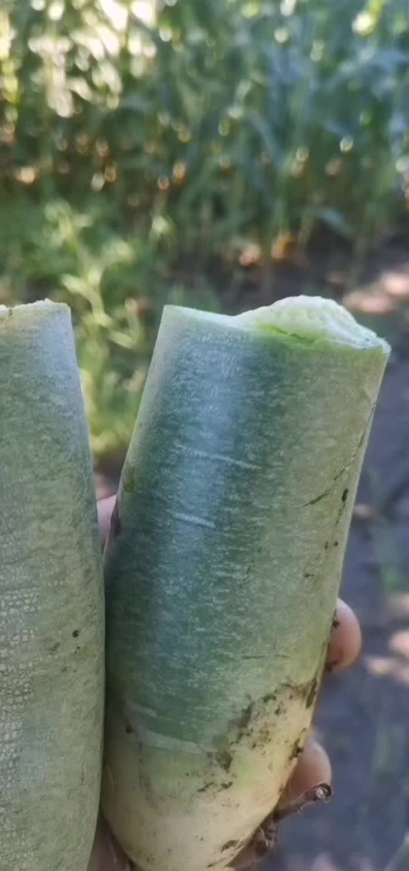 罐萝卜