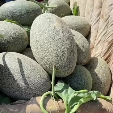 精品西州蜜已成熟，大量上市