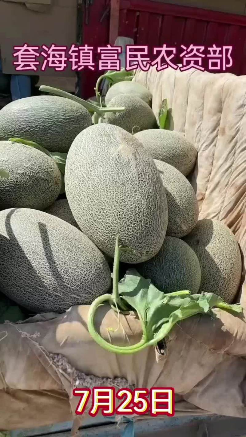 精品西州蜜已成熟，大量上市