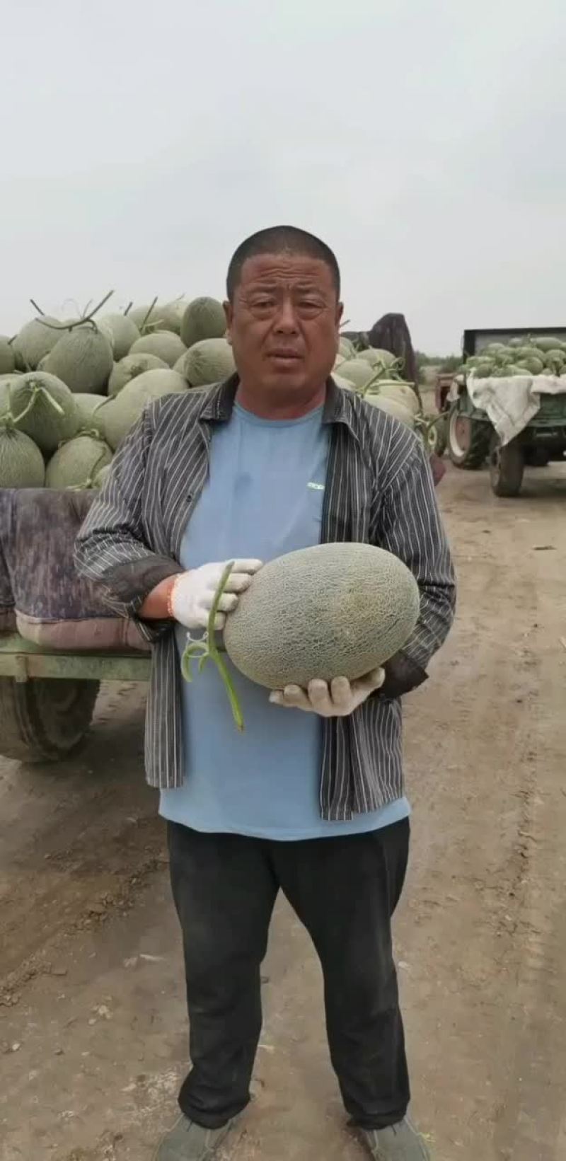 精品西州蜜已成熟，大量上市