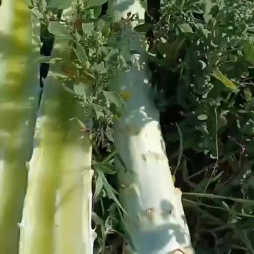 杆子货有要的你就来