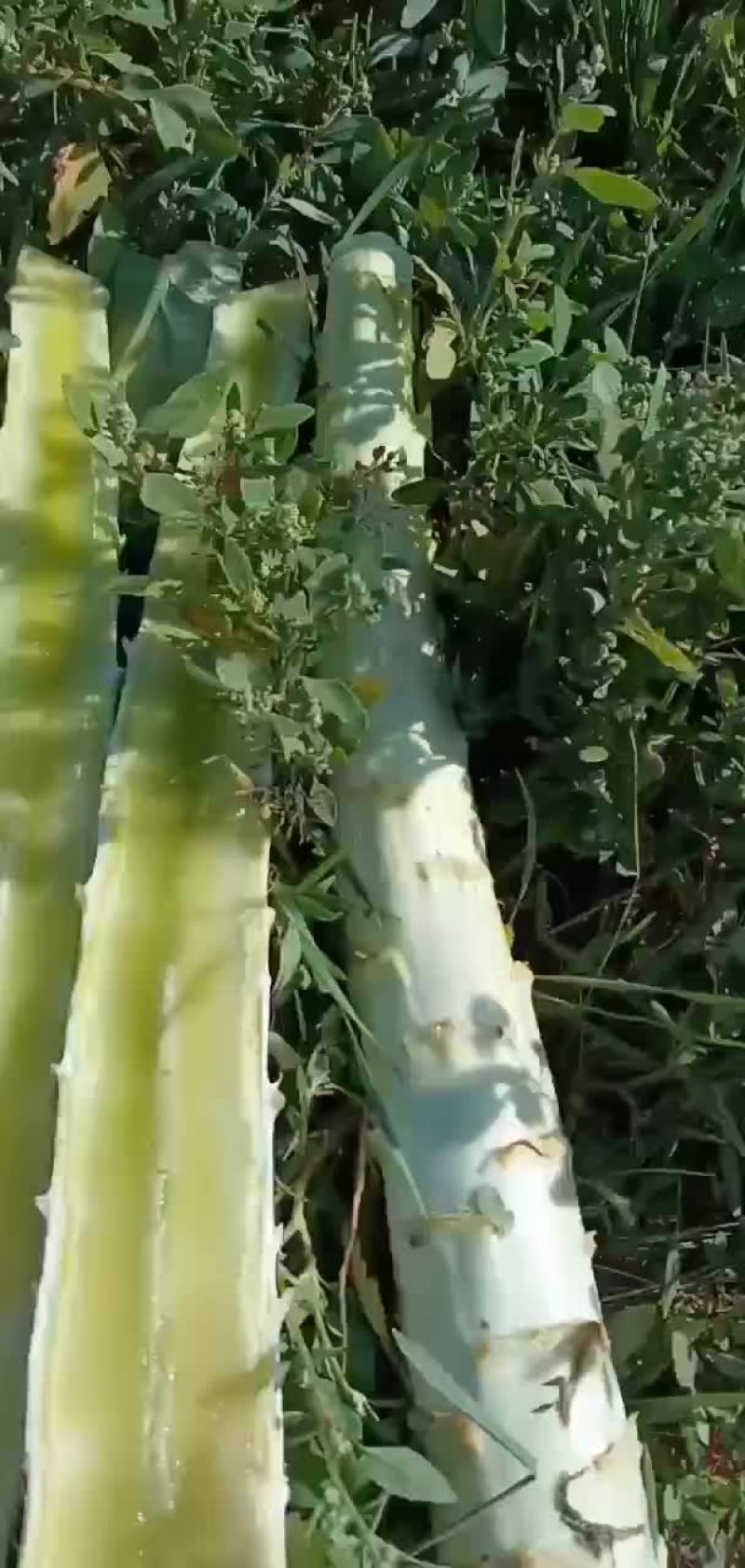 杆子货有要的你就来
