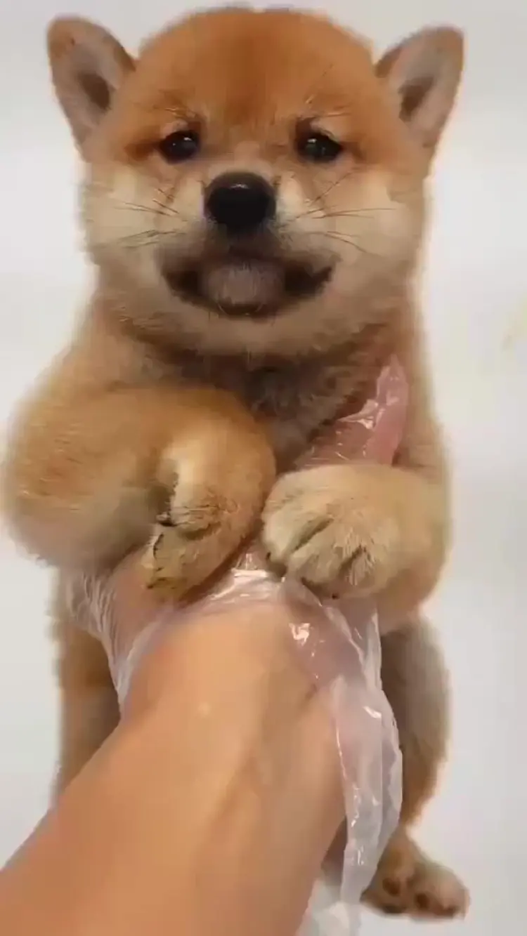 柴犬批发]柴犬幼犬纯种豆柴幼犬黑柴幼犬日本柴犬宠物家养中小型宠物狗价格300.00元/个- 一亩田