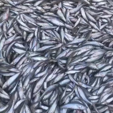 麦穗鱼