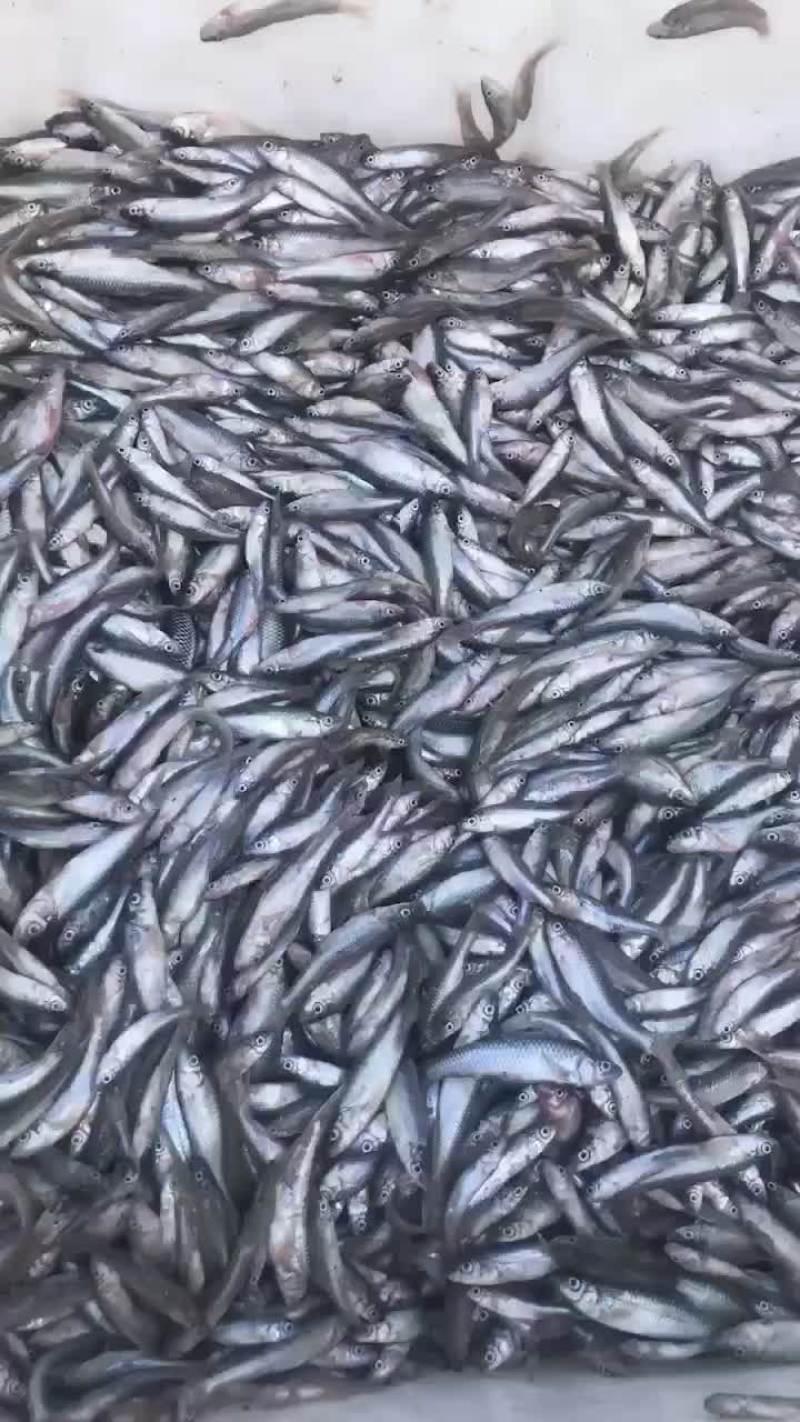 麦穗鱼