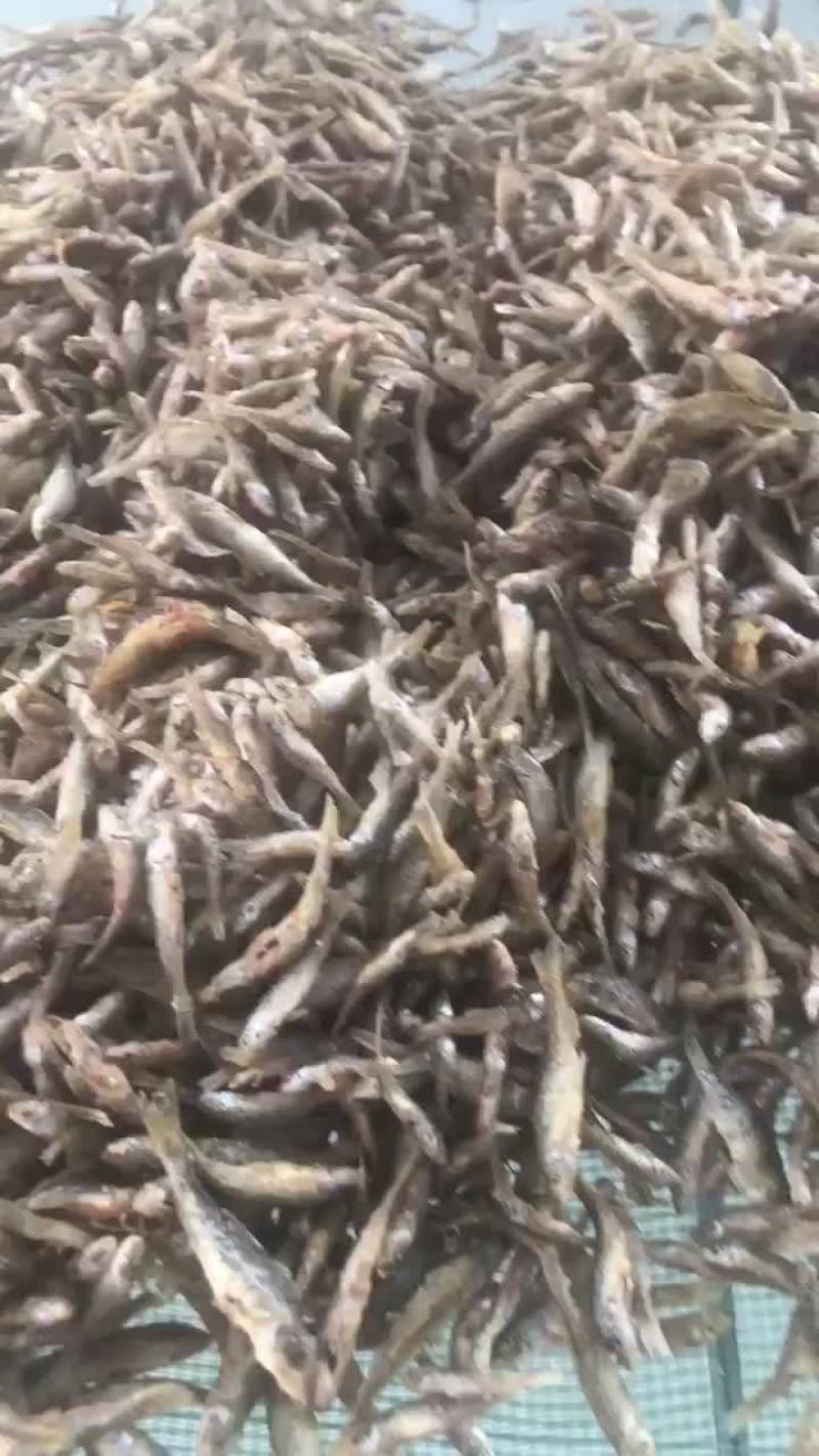 麦穗鱼