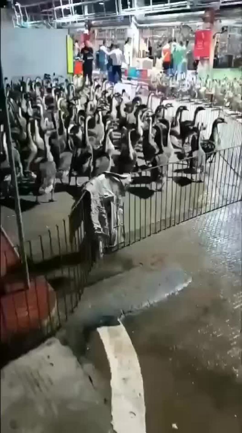 白鸽，鹅，乳猪