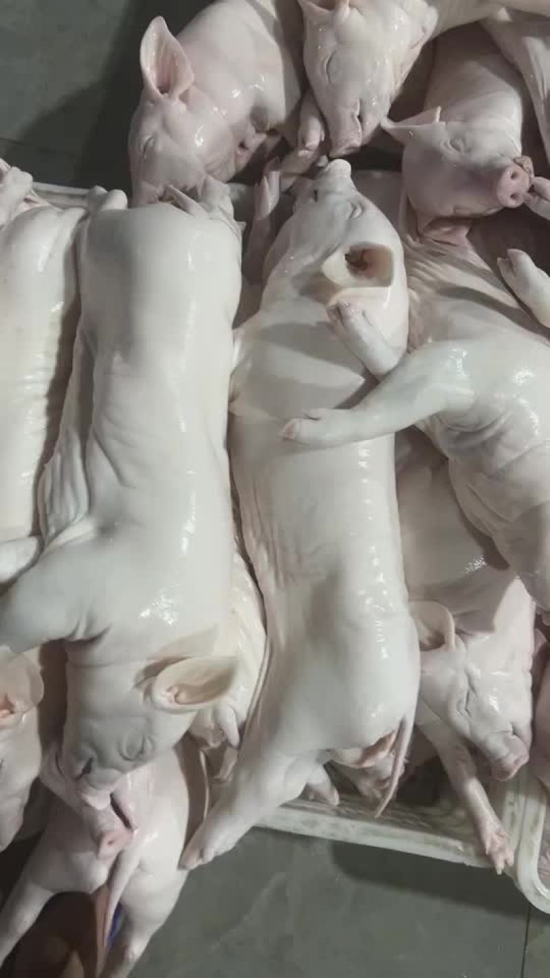 白鸽，鹅，乳猪
