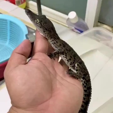湾鳄苗，泰鳄苗，暹罗鳄苗，鳄鱼苗。尼罗鳄苗
