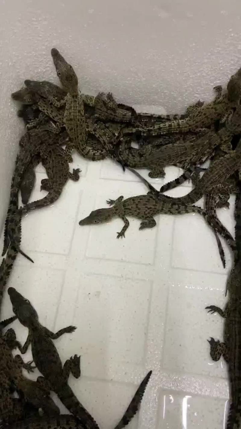湾鳄苗，泰鳄苗，暹罗鳄苗，鳄鱼苗。尼罗鳄苗