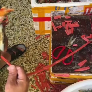 肉蟹