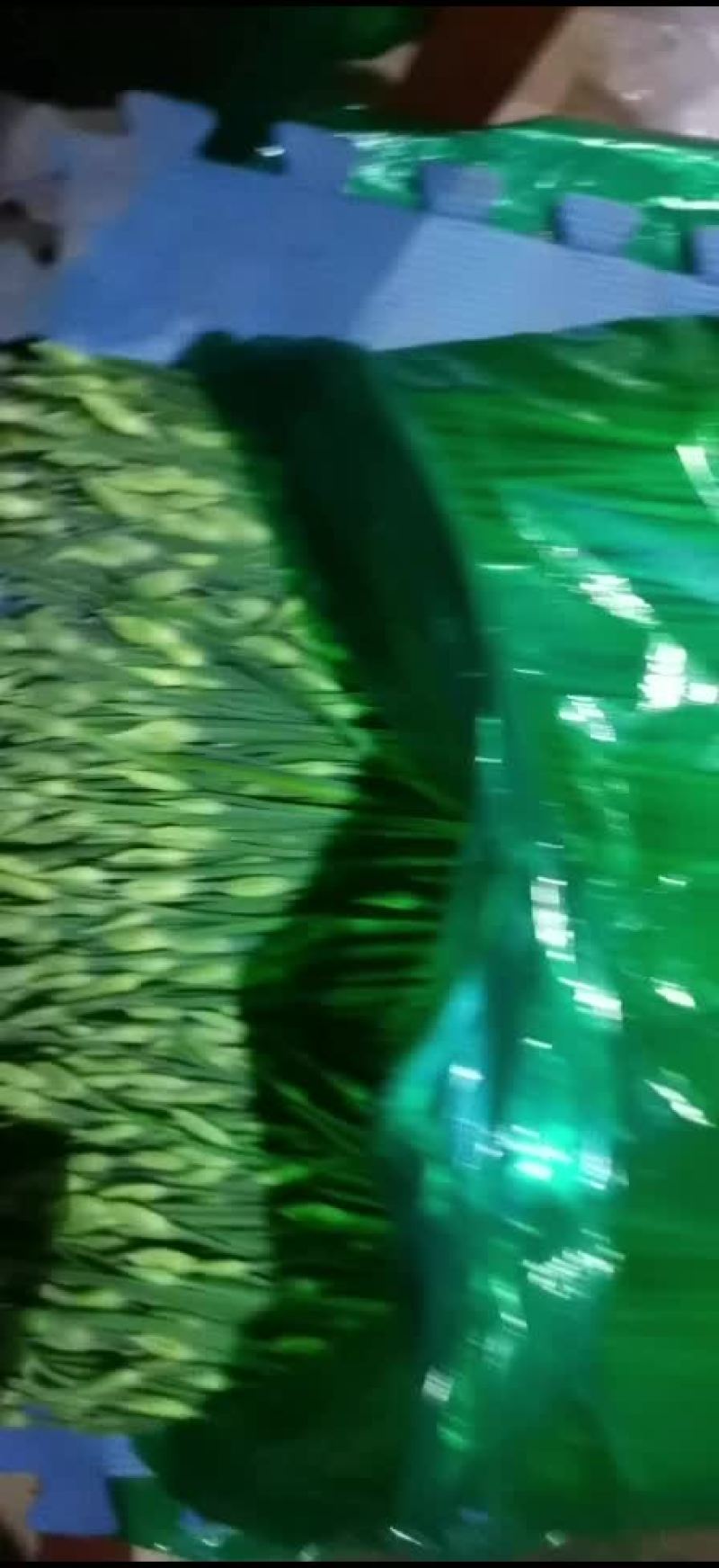精品韭苔