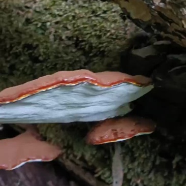 【推荐】赤灵芝，产地发货，质量保证，欢迎进店联系