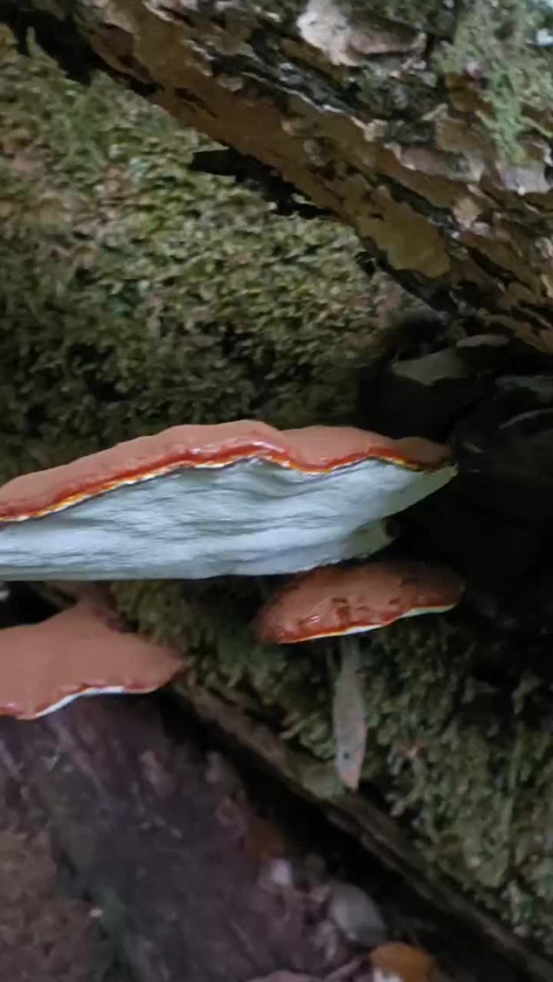 【推荐】赤灵芝，产地发货，质量保证，欢迎进店联系
