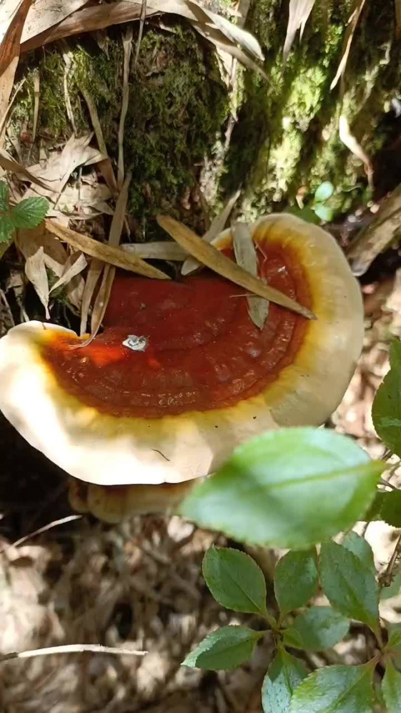 【推荐】赤灵芝，产地发货，质量保证，欢迎进店联系