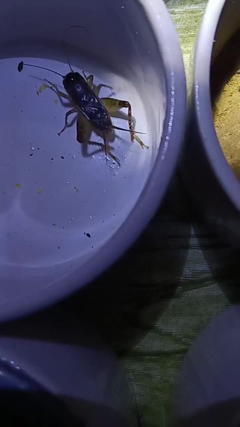出售精品活体蛐蛐
