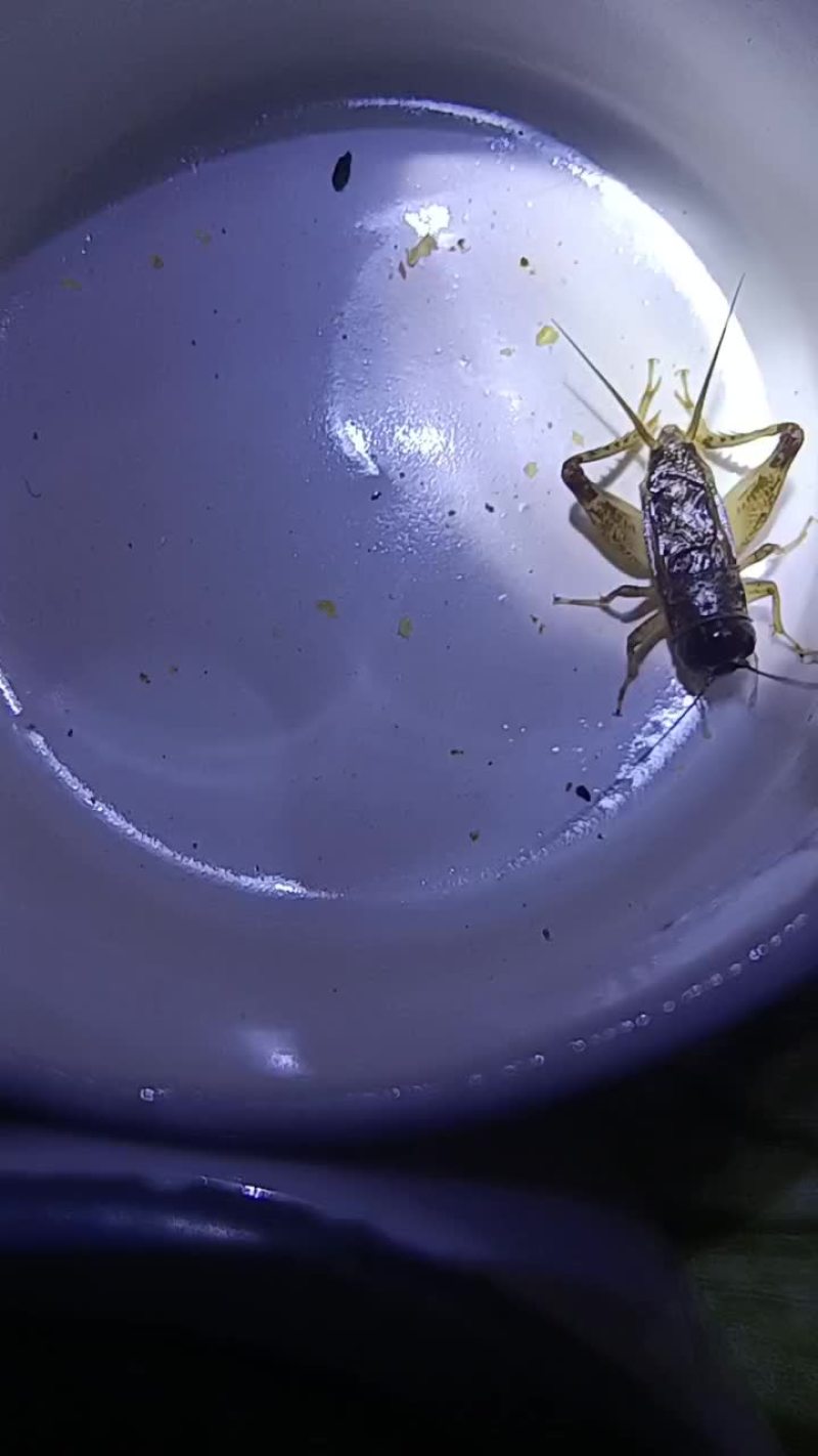 出售精品活体蛐蛐