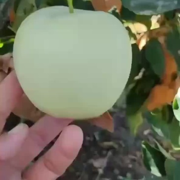 黄元帅，黄金帅，大量现货