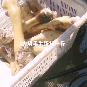 火烧毛牛蹄