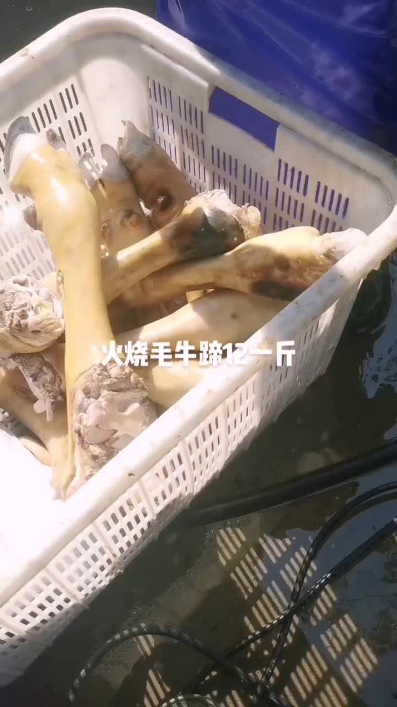 火烧毛牛蹄