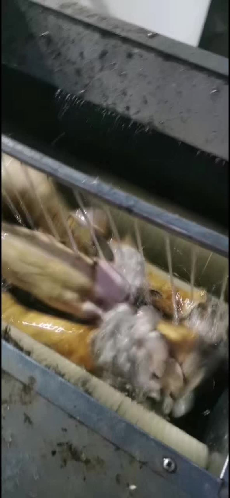 火烧毛牛蹄