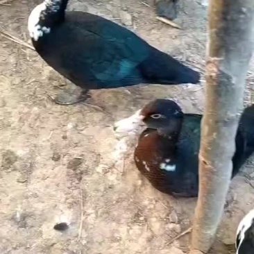 中花