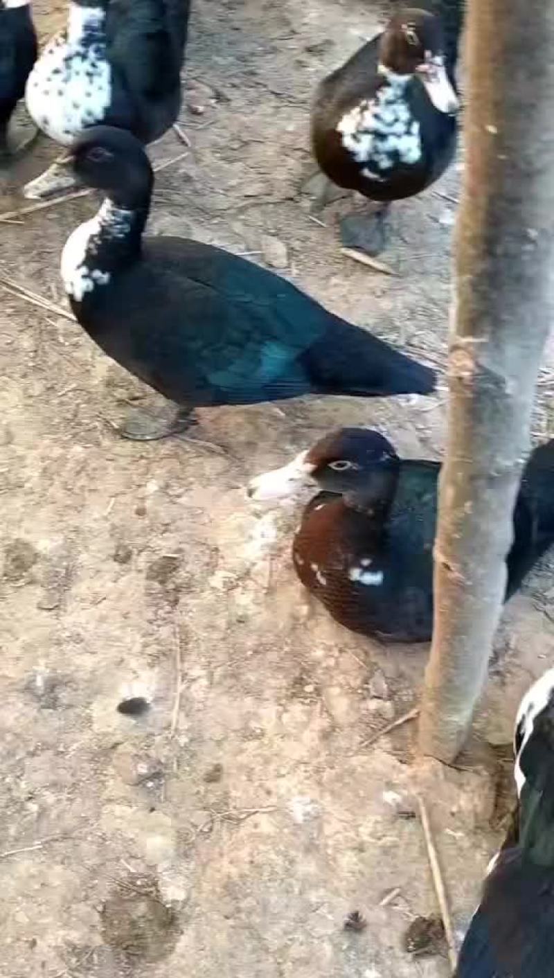 中花