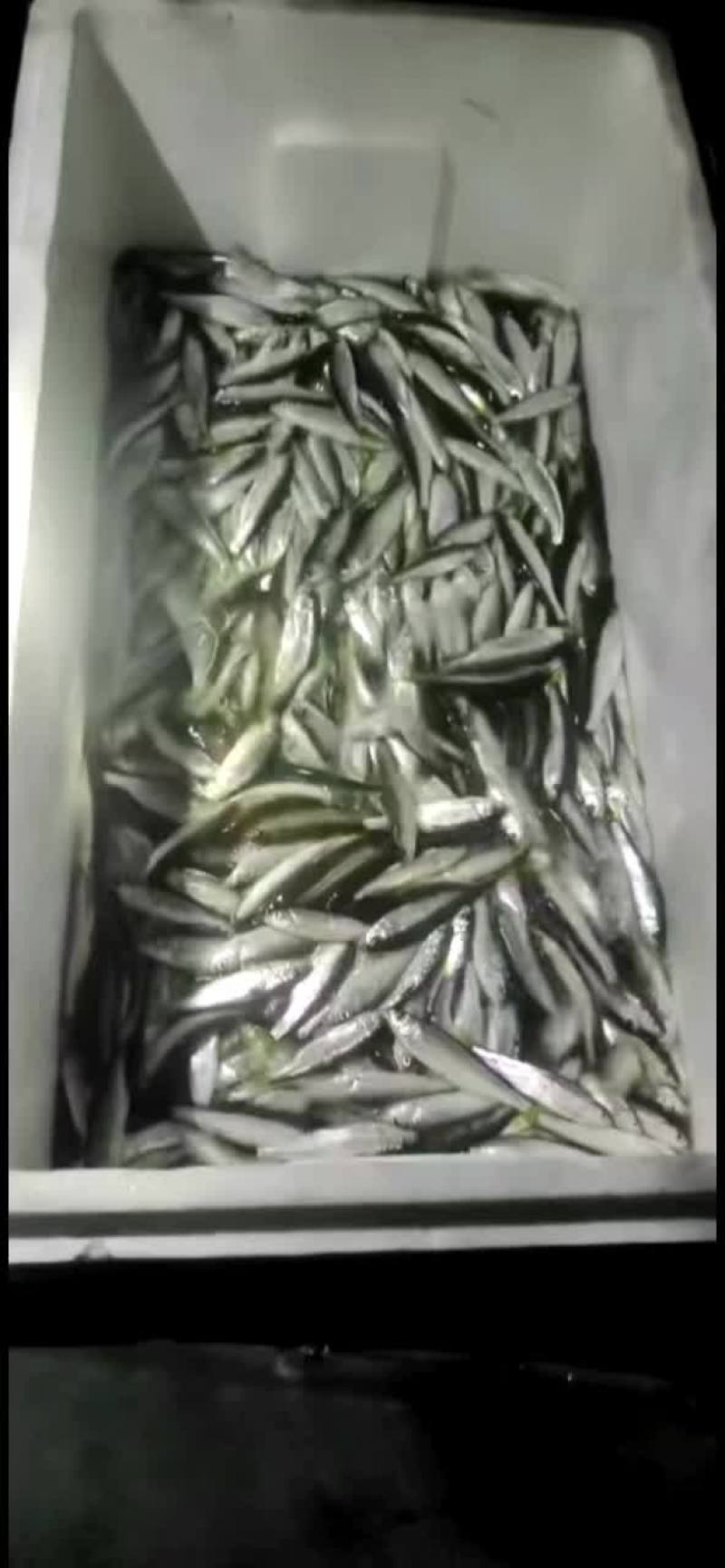 野生困网箱小口马口空运到家不杀肚，压冰鲜