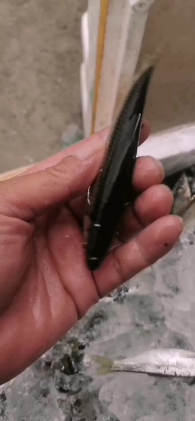 野生困网箱小口马口空运到家不杀肚，压冰鲜