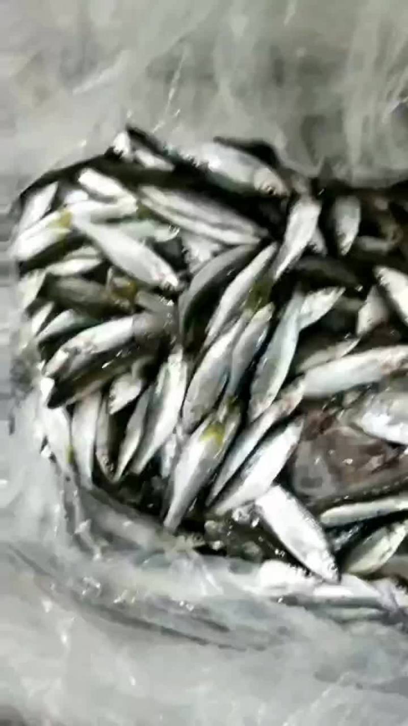野生困网箱小口马口空运到家不杀肚，压冰鲜
