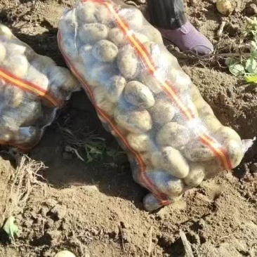 纯黄沙士地白心226