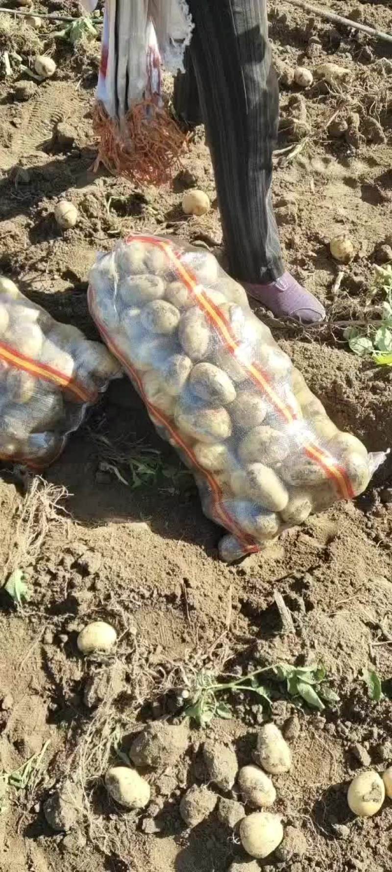 纯黄沙士地白心226