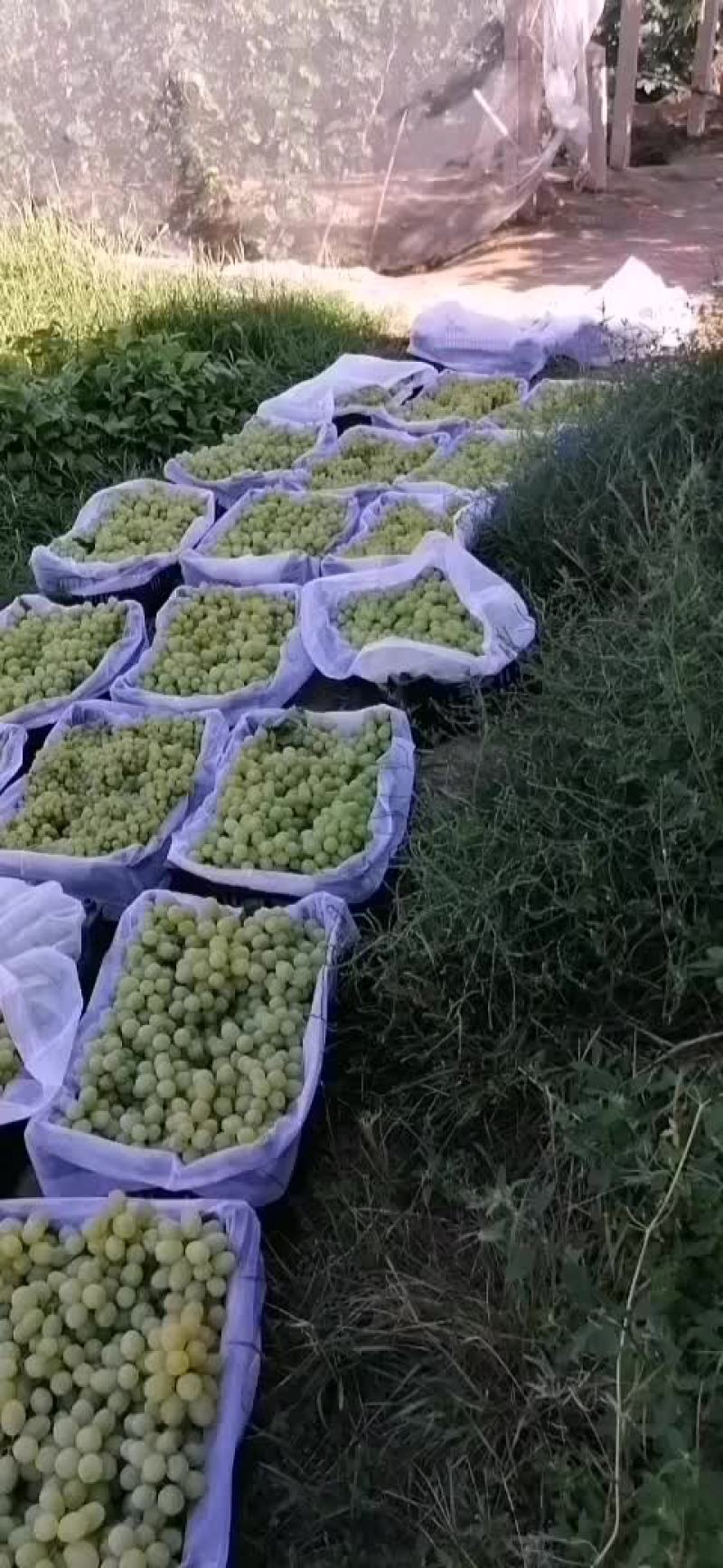 巨峰葡萄
