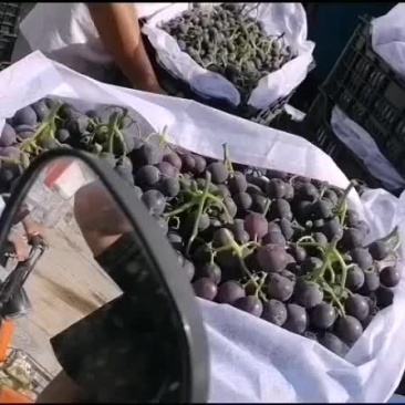巨峰葡萄