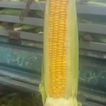 个大皮绿，不断粒……走车价