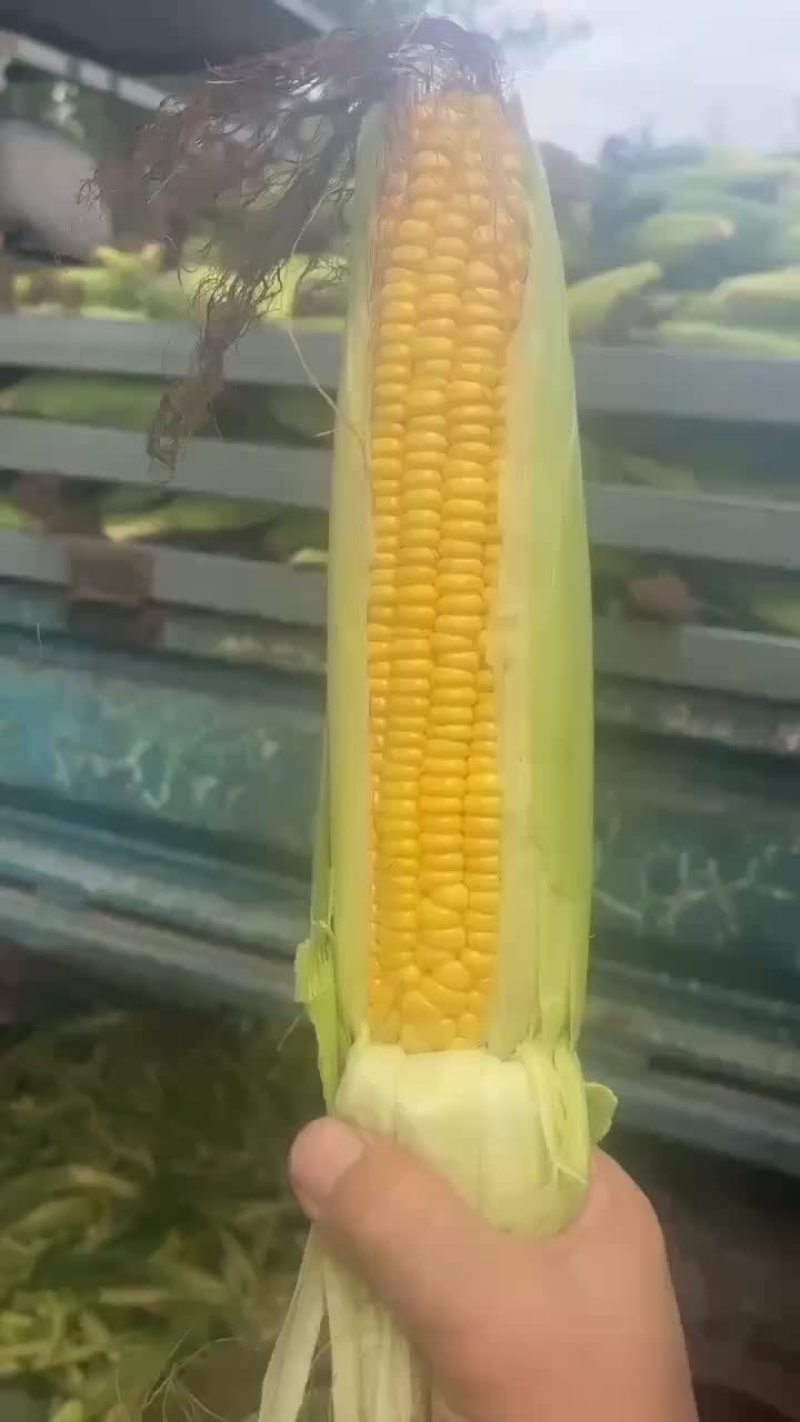个大皮绿，不断粒……走车价