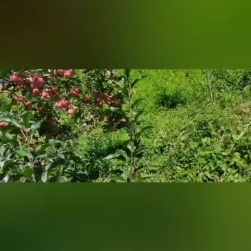 鸡心果