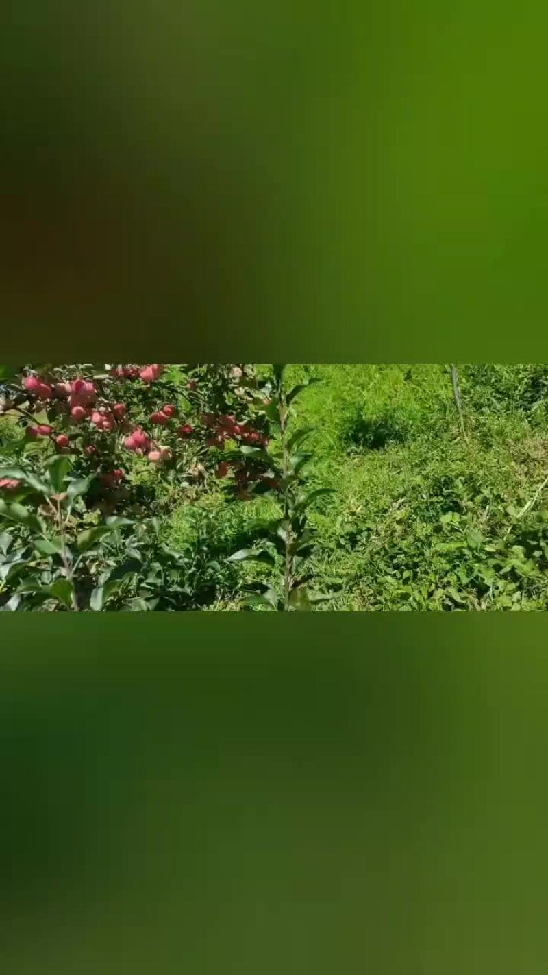 鸡心果