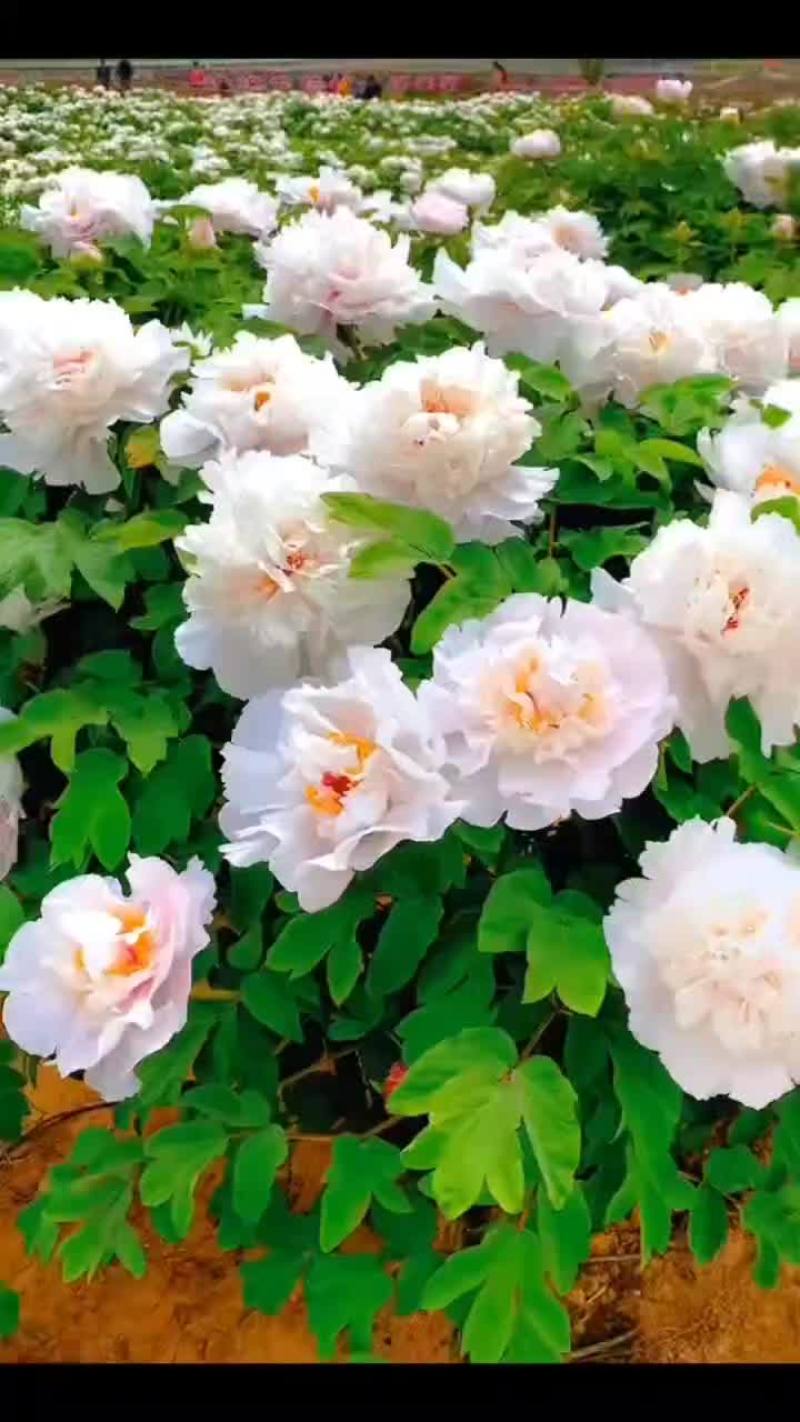 专业牡丹芍药批发基地