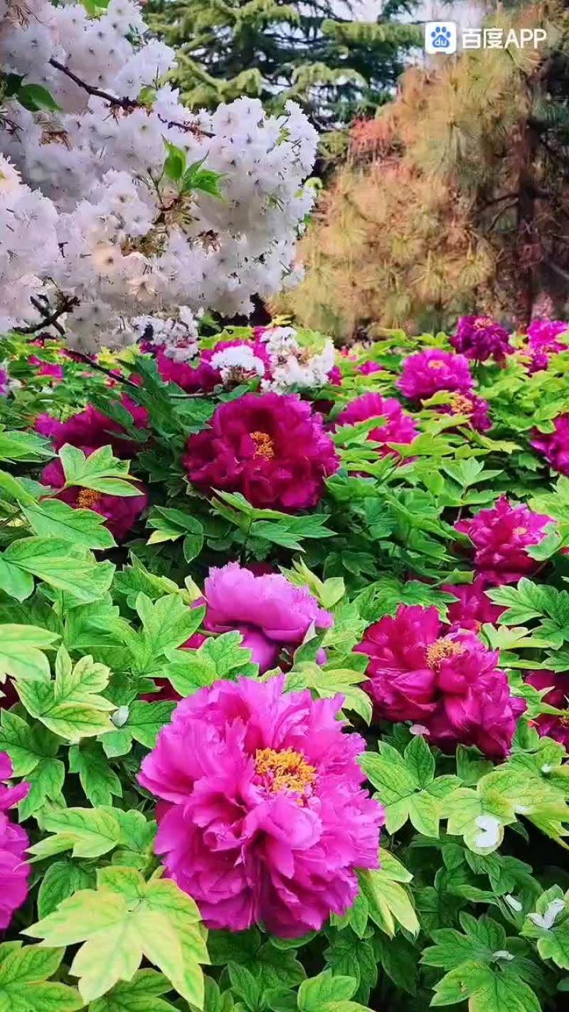 专业牡丹芍药批发基地