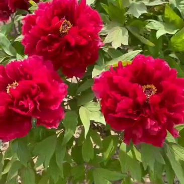 专业牡丹芍药批发基地