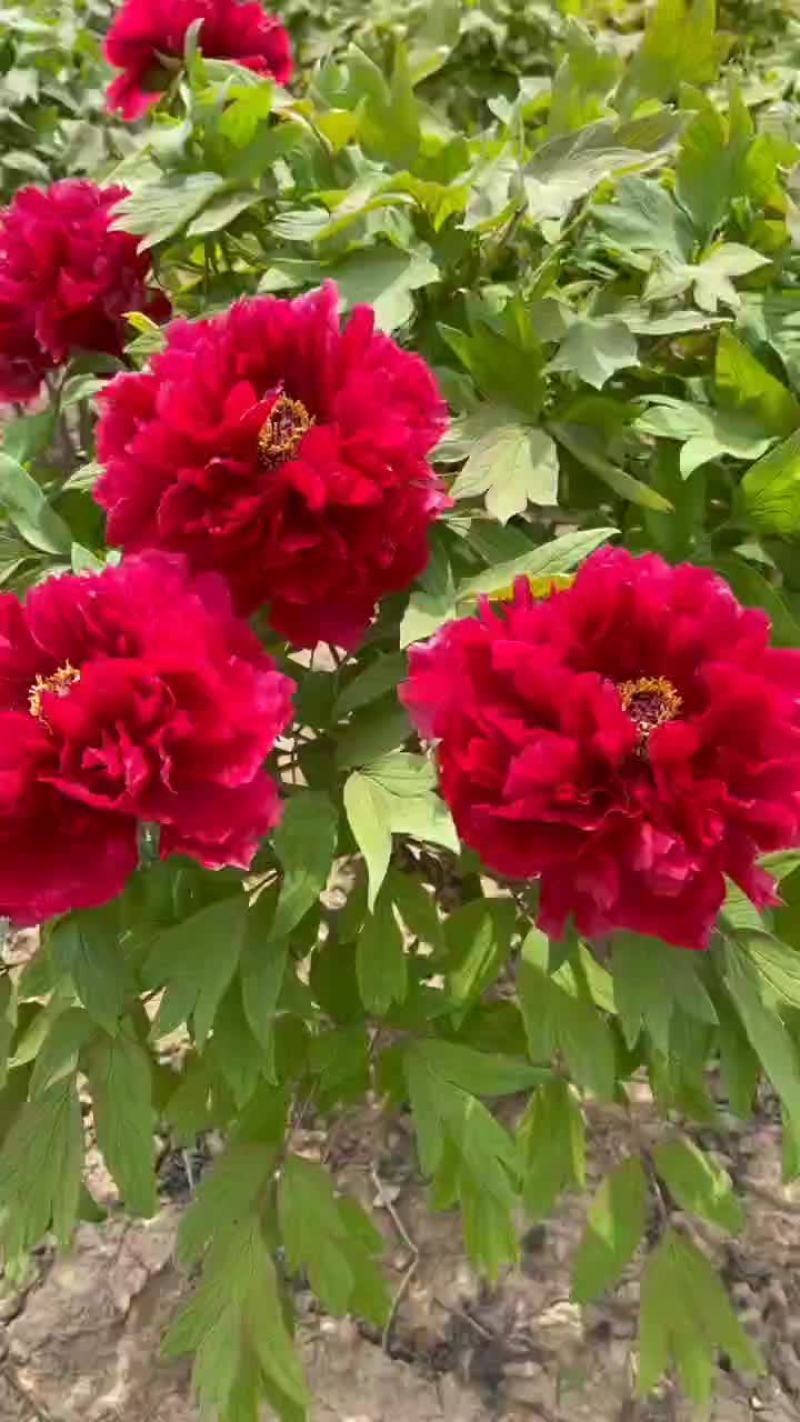 专业牡丹芍药批发基地