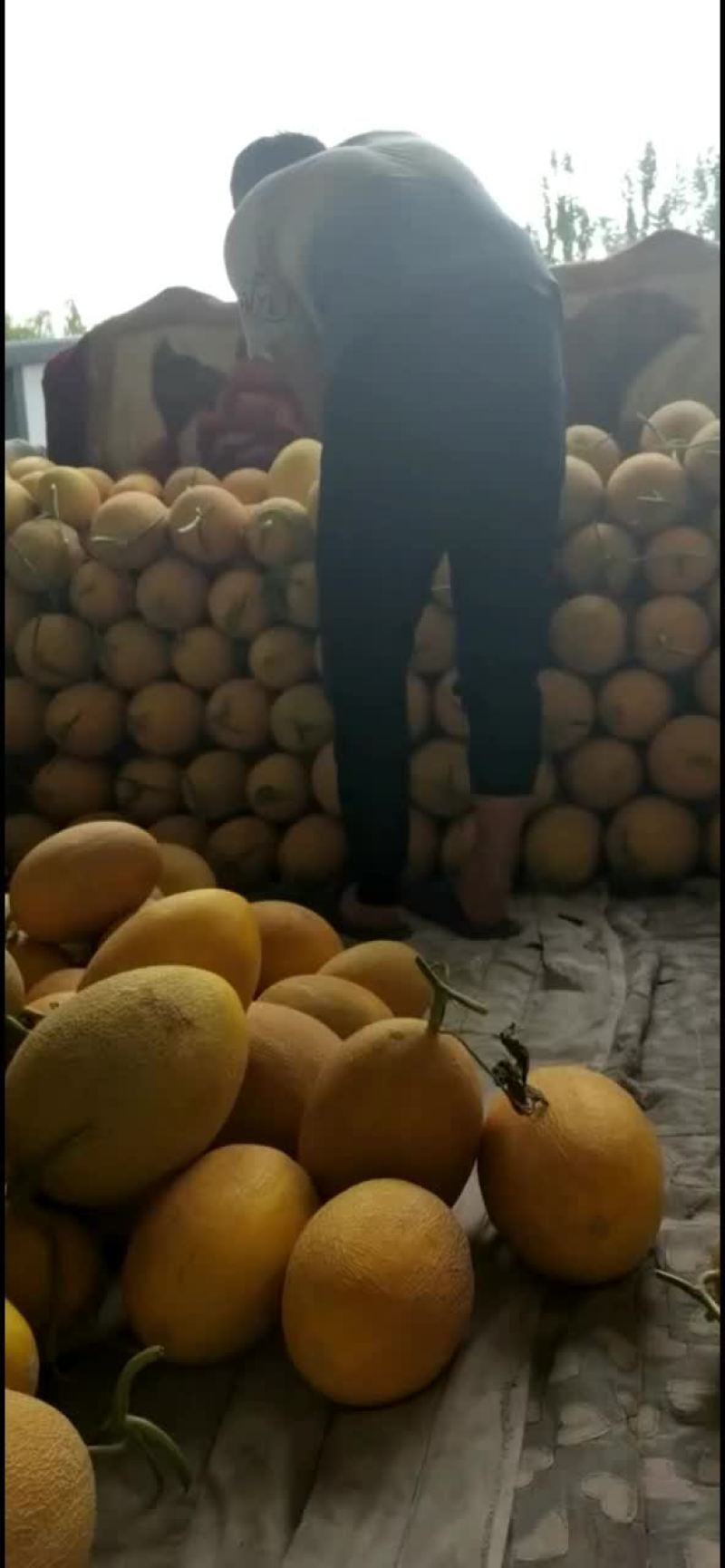 哈密瓜