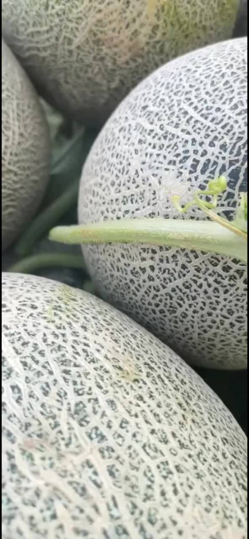哈密瓜