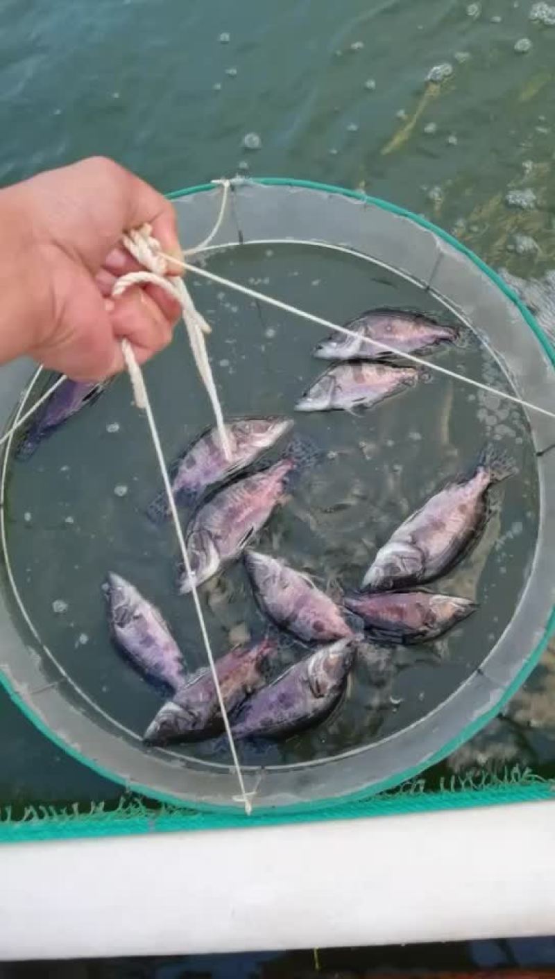 饲料鳜鱼苗