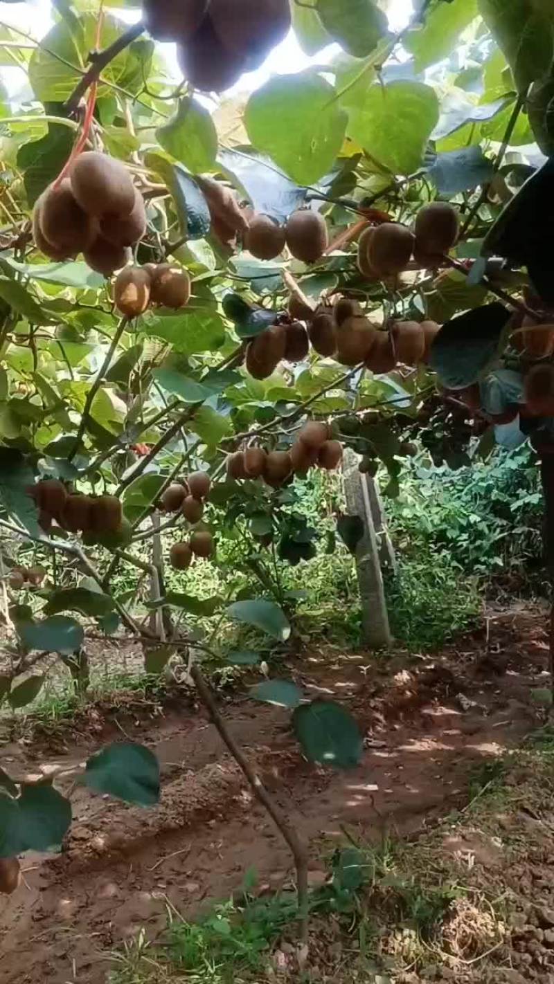 翠香，徐香猕猴桃