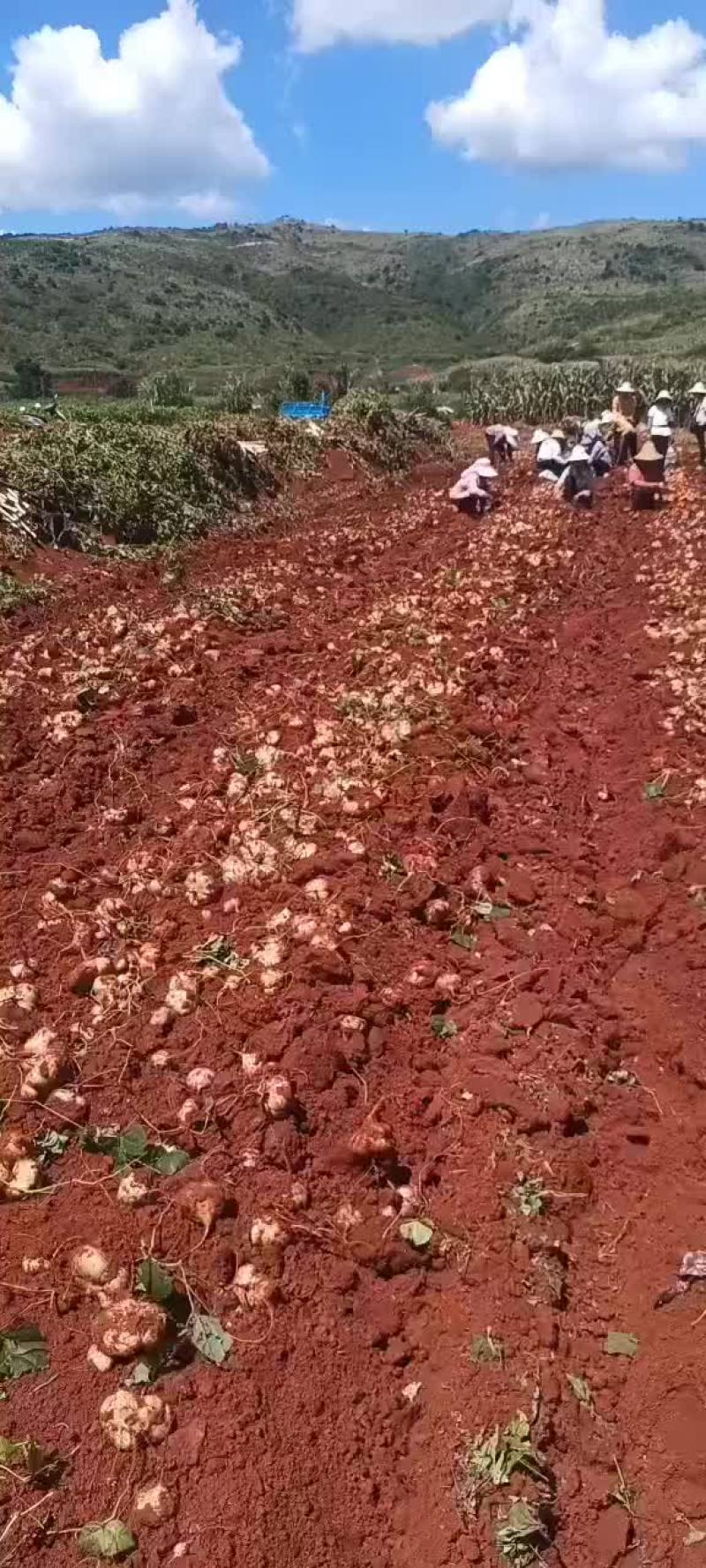 白嫩多汁，脆甜可口！