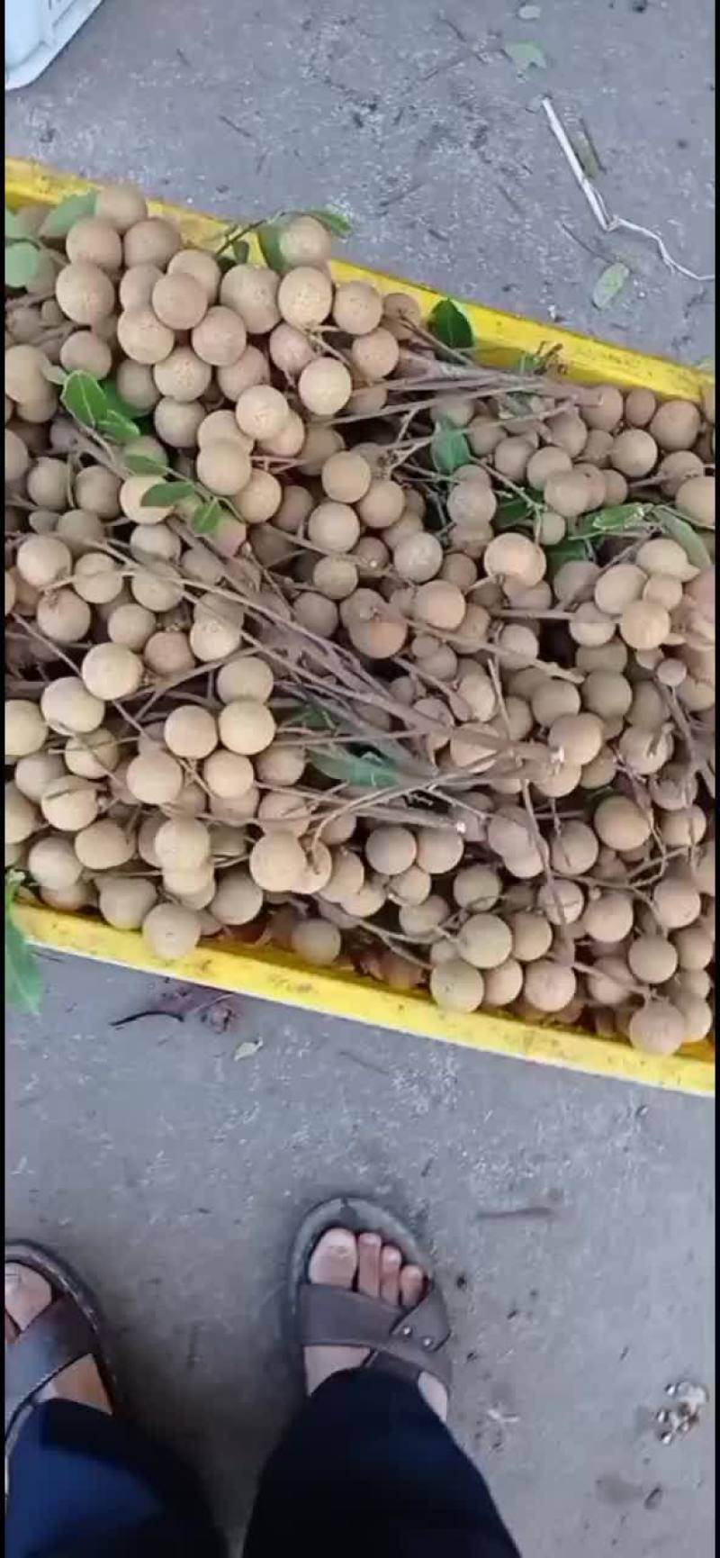 我处龙眼大量上市了，欢迎全国收购商过来收购！诚信合作共赢